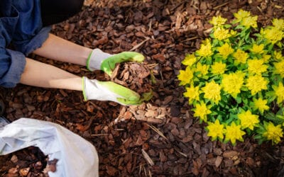 Spring Landscaping: Seasonal Planting Tips for Homeowners