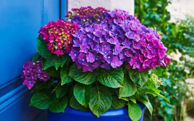 How Container Gardens Enhance Your Property’s Curb Appeal